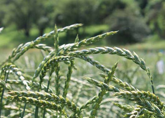 Getreide: GLS Projektsparen Saatgutfonds