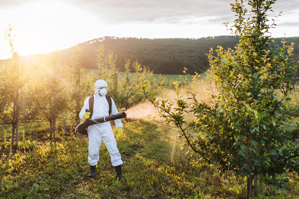 Nach wie vor setzt die konventionelle Landwirtschaft Pestizide ein