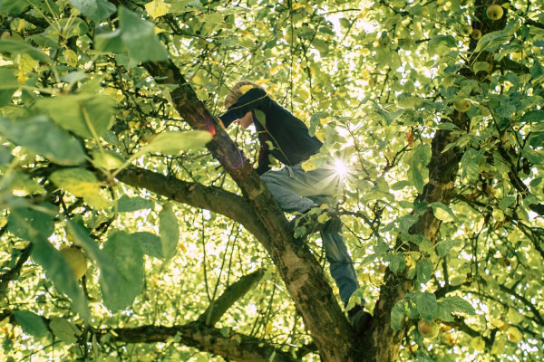 GLS Bank: einzigartig transparent Junge im Baum: Die GLS Bank ist einzigartig transparent