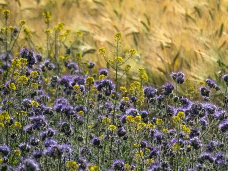 Blühstreifen Aktion Lila und gelbe Blumen vor einem Getreidefeld