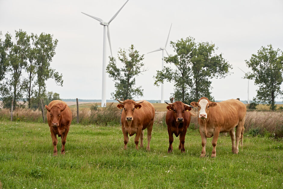 Kühe auf einer grünen Wiese.