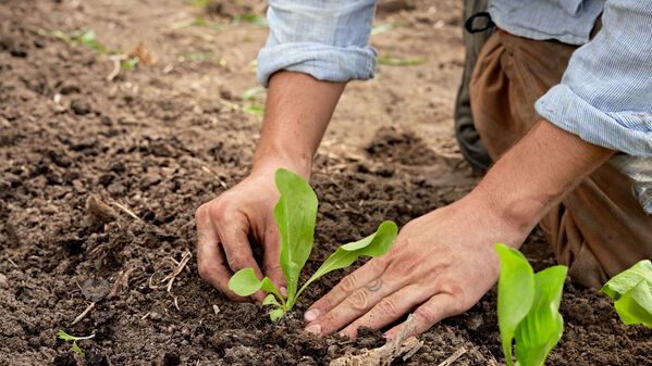 Ein Salatsetzling wird von zwei Händen in eine Reihe von Setzlingen gepflanzt.