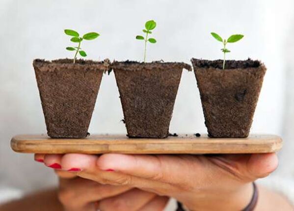 Person hält ein Brett mit drei Jungpflanzen darauf.