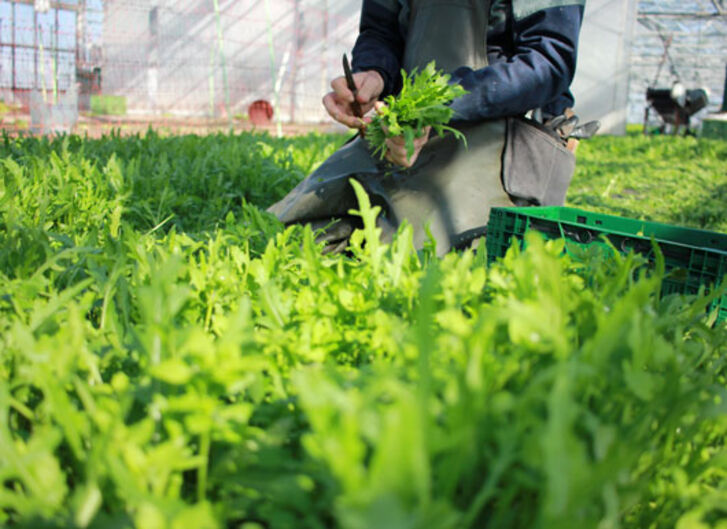 Mehr lesen zu „Mein Geld duftet nach frischen Kräutern“