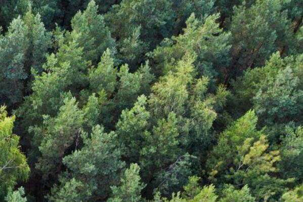 Vogelperspektive auf einen grünen Nadelwald.