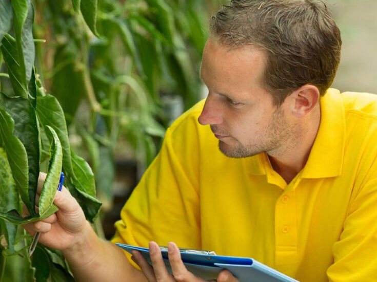 Mann im gelben Hemd untersucht Pflanzenblätter und schreibt Notizen auf ein blaues Klemmbrett.