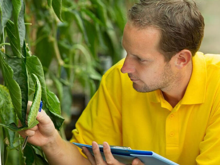 Mann im gelben Hemd untersucht Pflanzenblätter und schreibt Notizen auf ein blaues Klemmbrett.