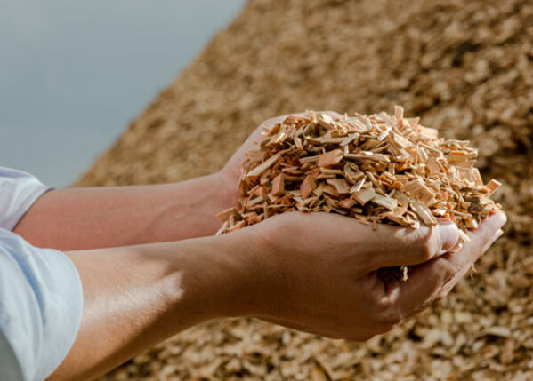 Hände halten biologisches Material.