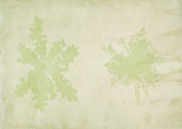 Anthotype in gelb/grün Anthotype in gelb/grün