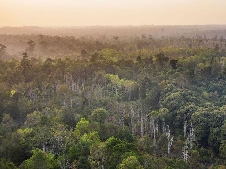 Dichtes, grünes Regenwalddach von oben gesehen mit einem dunstigen Himmel im Hintergrund.