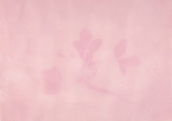 Anthotype in rosa/lila Anthotype in rosa/lila