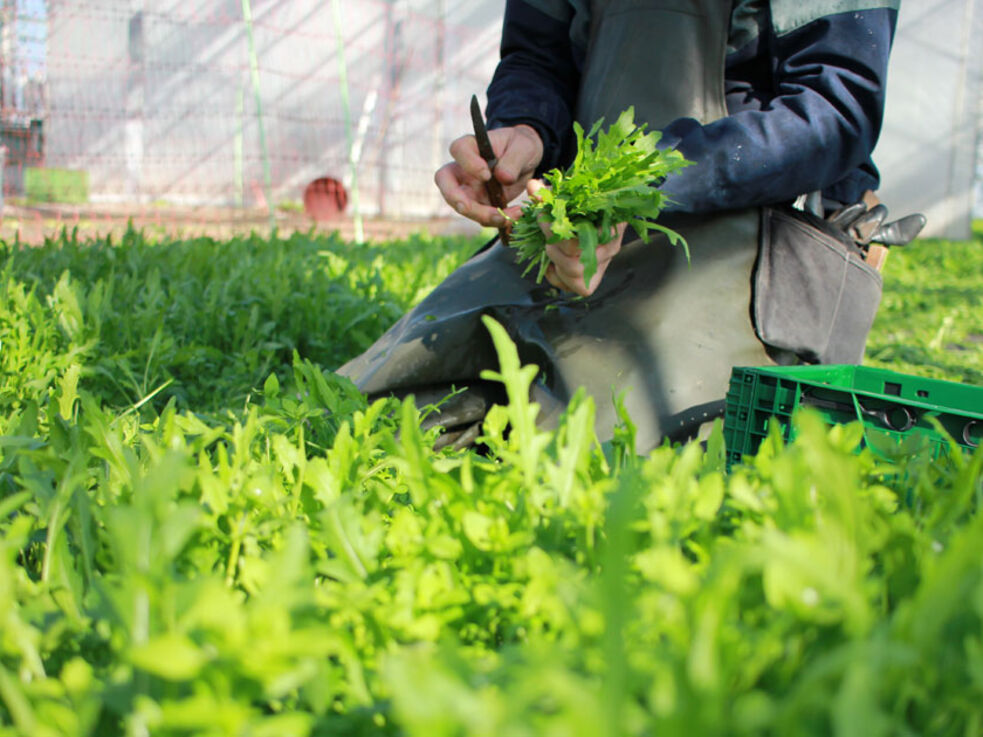 Salaternte im Gewächshaus bei der Demetergärtnerei Piluweri