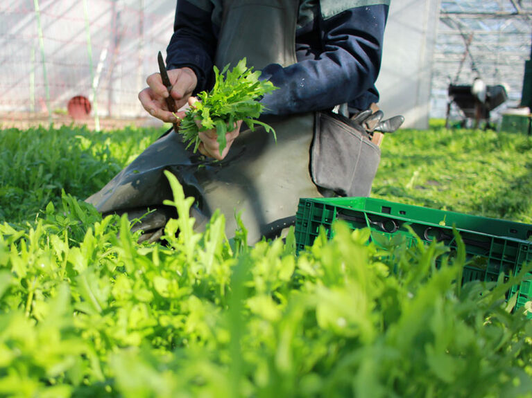 Salaternte im Gewächshaus bei der Demetergärtnerei Piluweri