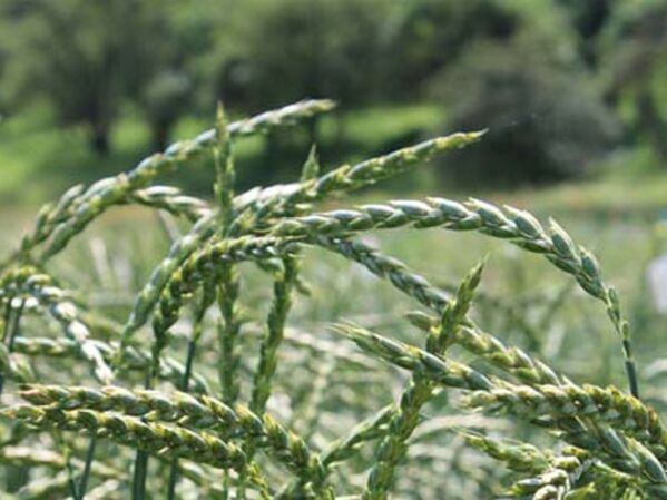 Getreide: GLS Projektsparen Saatgutfonds