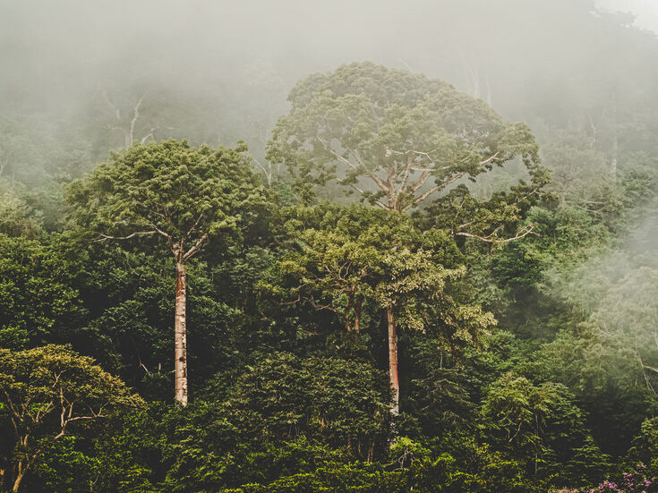 Regenwald: Hohe Bäume in einem dichten Wald mit Dunst oder Nebel, der den Hintergrund teilweise bedeckt.