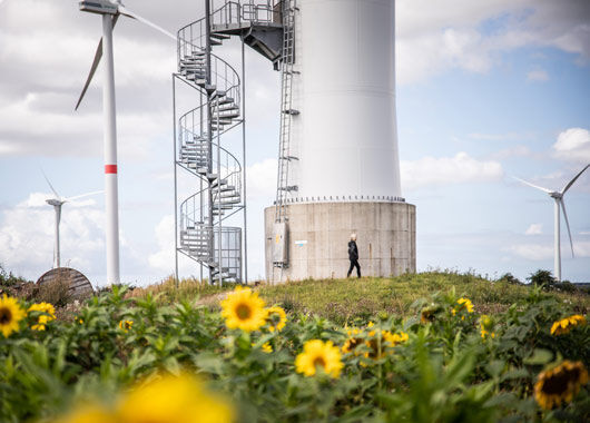 Windkraftanlagen hinter Sonnenblumenfeld
