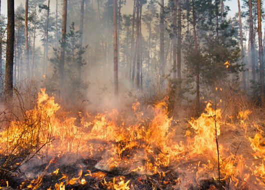 brennender Wald - Klimaanpassung ist notwendig