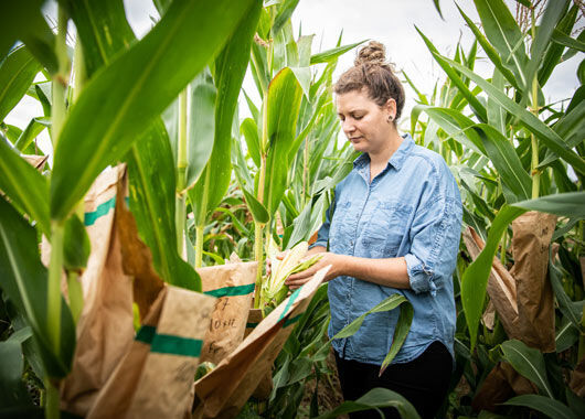 Bio-Maisfeld: nachhaltige gesunde Ernaehrung 