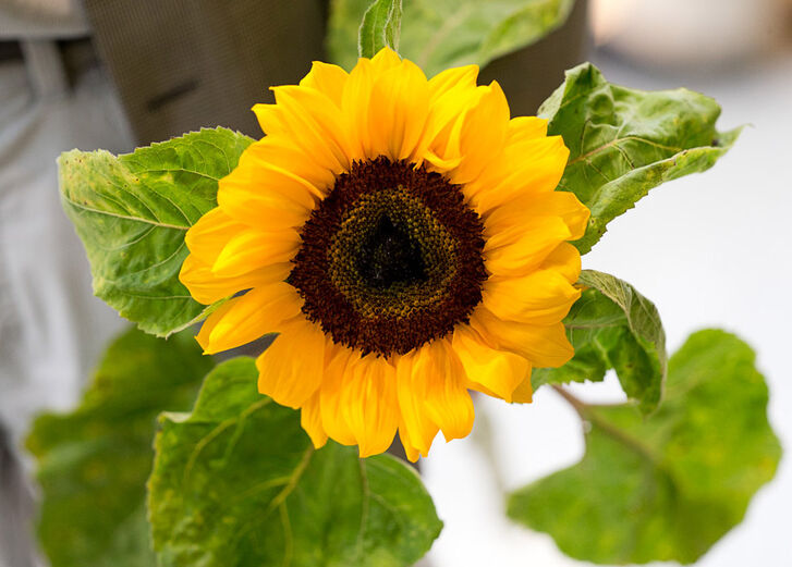 Mehr lesen zu „Sinn statt Rendite – Hoher Kundenzuwachs stärkt GLS Bank“