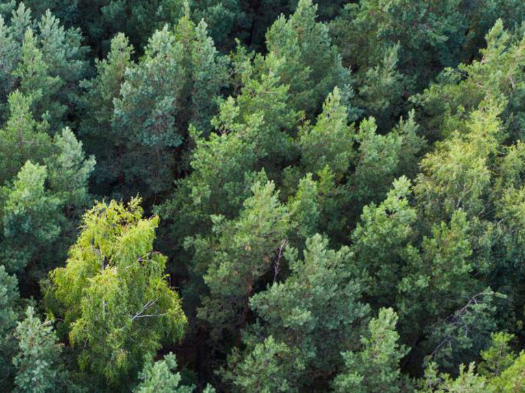 Wald mit vielen Nadelbäumen von oben