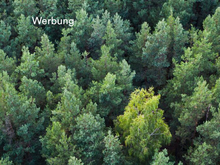 Wald mit vielen Nadelbäumen von oben