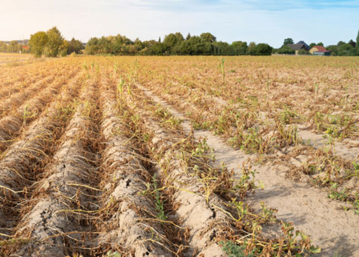 Mehr lesen zu „Die Klimakrise muss wieder in den Fokus rücken“
