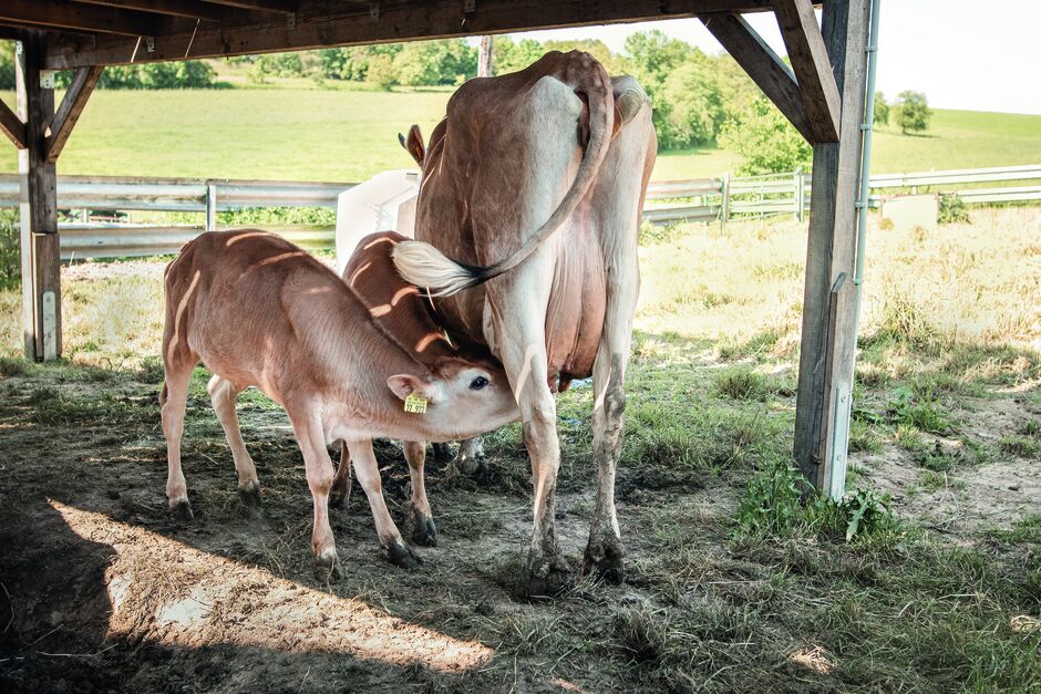 Kuh und ein junges Kalb, welches Milch trinkt.