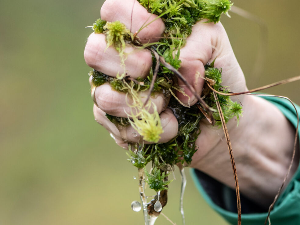 Eine Hand zerdrückt Moos und Wasser tropft heraus.